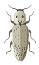 Bug eastern eyed click beetle or elater vector Royalty Free Stock Photo