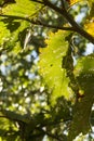 Bug eaten green leaves with a insect silhouette