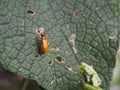 Bug eating leaf Royalty Free Stock Photo