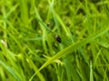 Bug Ectobiidae Blattodea Closeup Green Grass Macro