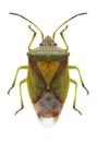 Bug Elasmostethus interstinctus Royalty Free Stock Photo