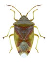 Bug Elasmostethus interstinctus Royalty Free Stock Photo