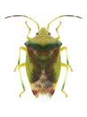 Bug Elasmostethus interstinctus Royalty Free Stock Photo