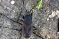 Bug Eremocoris plebejus, Family: Lygaeidae.
