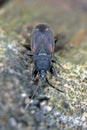 Bug Eremocoris plebejus, Family: Lygaeidae.
