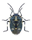 Bug Eurydema oleracea