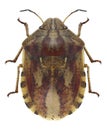 Bug Eurygaster testudinaria Royalty Free Stock Photo
