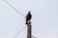 American Black Vulture Coragyps atratus resting on a telephone post Royalty Free Stock Photo