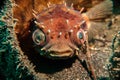 Bug eyed porcupinefish in a coconut shell.