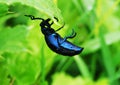Bug falling Royalty Free Stock Photo