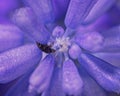 Bug in a Purple Flower Royalty Free Stock Photo
