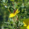 Bug on a flower Pentaphylloides fruticosa