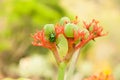 bug and flower relextime green bug