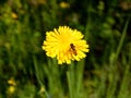 Bug on flower Royalty Free Stock Photo