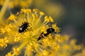 Bug flower yellow  meadow nature field Royalty Free Stock Photo