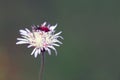 Bug on white flower Royalty Free Stock Photo