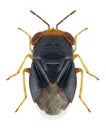 Bug Geocoris erythrocephalus Royalty Free Stock Photo