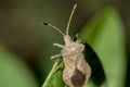 Bug Gonocerus acuteangulatus on a leaf, coreidae family Royalty Free Stock Photo