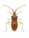 Bug Gonocerus acuteangulatus Royalty Free Stock Photo