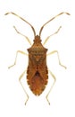 Bug Gonocerus acuteangulatus