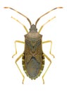 Bug Gonocerus acuteangulatus