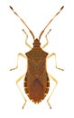 Bug Gonocerus acuteangulatus Royalty Free Stock Photo