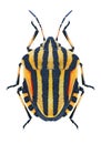 Bug Graphosoma lineatum