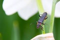 Bug on green plant close up Royalty Free Stock Photo