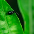 Bug, on a green leaf Royalty Free Stock Photo