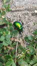 bug green little