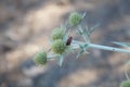 Bug in the green thorny