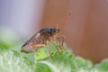 The bug the green tree shield Palomena prasina sits on the leaf Royalty Free Stock Photo