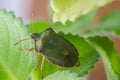 The bug the green tree shield Palomena prasina sits on the leaf Royalty Free Stock Photo