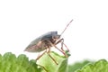 The bug the green tree shield Palomena prasina sits on the leaf Royalty Free Stock Photo