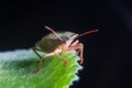 The bug the green tree shield Palomena prasina sits on the leaf Royalty Free Stock Photo