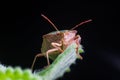 The bug the green tree shield Palomena prasina sits on the leaf Royalty Free Stock Photo