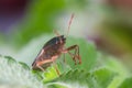 The bug the green tree shield Palomena prasina sits on the leaf Royalty Free Stock Photo