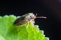 The bug the green tree shield Palomena prasina sits on the leaf Royalty Free Stock Photo