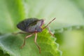 The bug the green tree shield Palomena prasina sits on the leaf Royalty Free Stock Photo