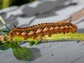 Bug, hairy, striped and spotted Euthrix Potatoria caterpillar. Drinker Moth lavra Royalty Free Stock Photo