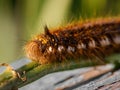 Bug, hairy, striped and spotted Euthrix Potatoria caterpillar. Drinker Moth lavra Royalty Free Stock Photo