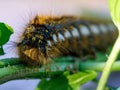 Bug, hairy, striped and spotted Euthrix Potatoria caterpillar. Face of Drinker Moth lavra Royalty Free Stock Photo