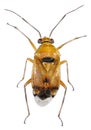 Bug Hemiptera: Miridae