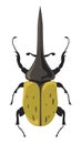 Bug Hercules beetle, Dynastes insects species