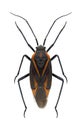 Bug Horistus infuscatus Royalty Free Stock Photo