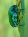 Green june beetle Royalty Free Stock Photo