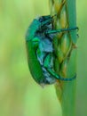 Green june beetle