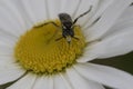 Bug, insect fly, beetle portrait on flower Royalty Free Stock Photo