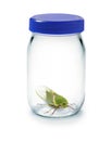 Bug Insect Glass Jar Royalty Free Stock Photo