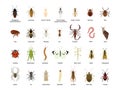 Bug of insect vector cartoon set icon.Vector illustration insect beetle. Isolated cartoon icon bug and fly beetle.